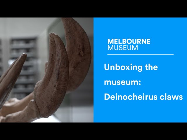 Unboxing the museum: Deinocheirus claws