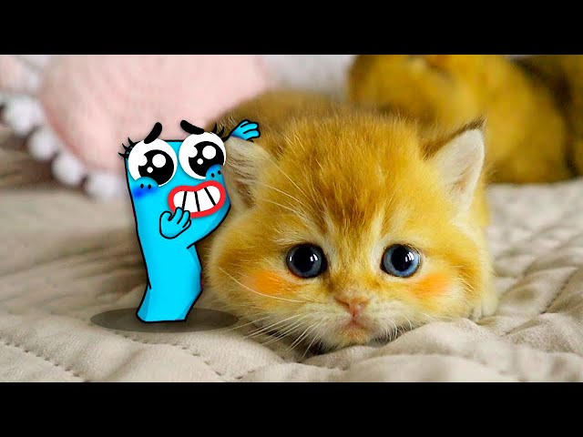 Awesome Moments From The Life Of Tricky Doodles! Funny Struggles And Fails By Doodland