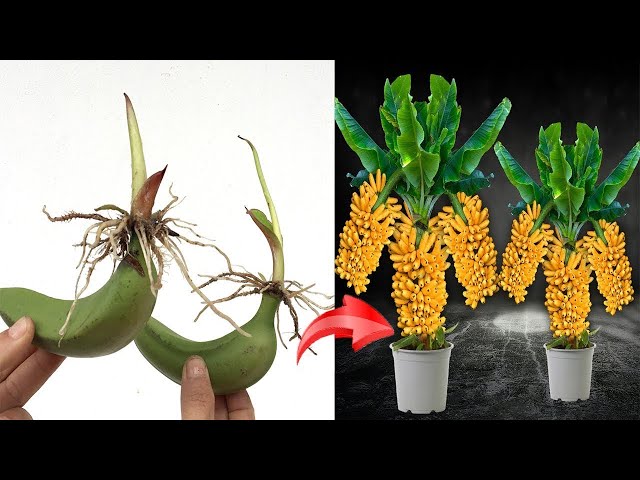 Technique for propagating bananas from fast growing, high yield fruits