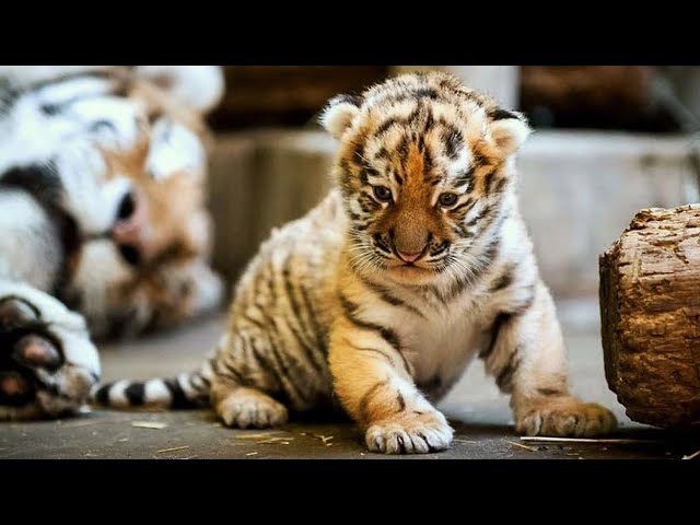 Meet the newborn tiger cubs