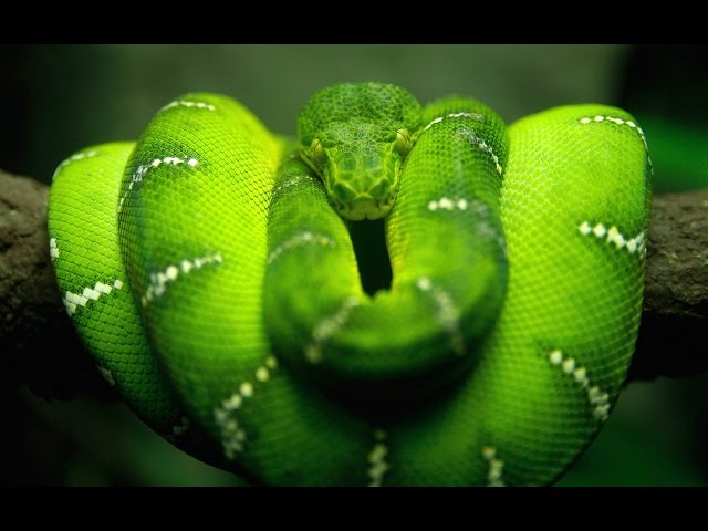 Top 10 most poisonous animals in the world