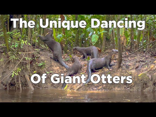 These Giant Otters Dance in the Amazon Rainforest!