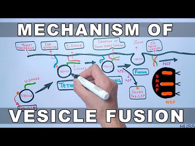 Mechanism of Vesicle Docking and Fusion