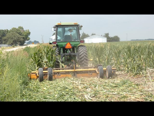 Shredding male rows for seed corn