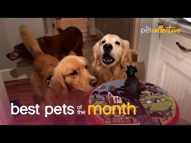 Best Pets of the Month (December 2020) | The Pet Collective