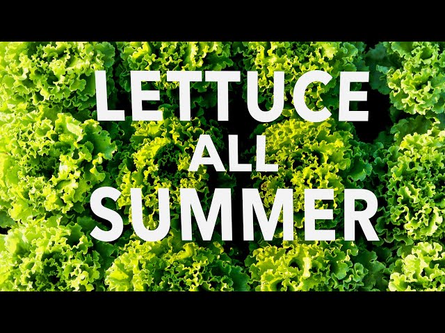 How to Grow Head Lettuce in the Summer