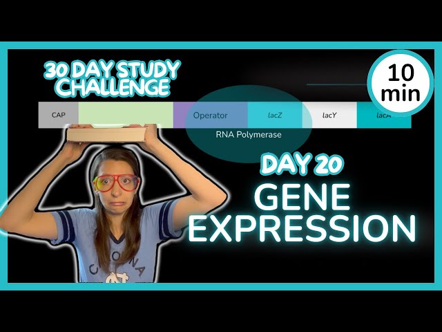 Day 20: Gene Expression - 30 Day Biology Study Challenge 2024