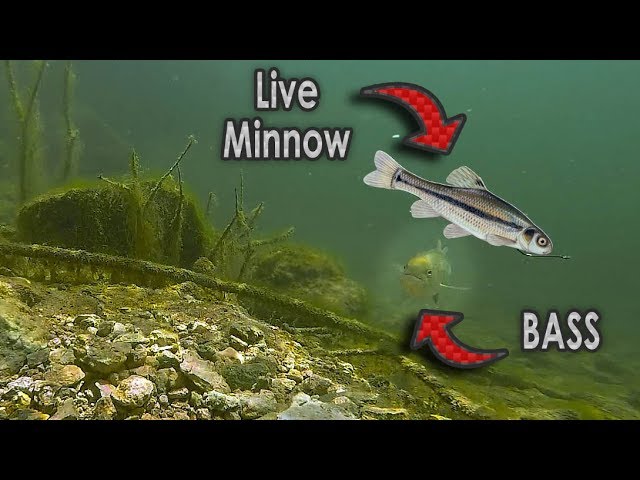 Do Bass Actually Eat Minnows?? | GoPro Live Shad Footage