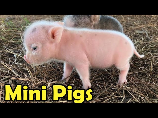 Cute Mini Pigs as Pets - 9 Cutest Facts about Teacup pigs for Kids!