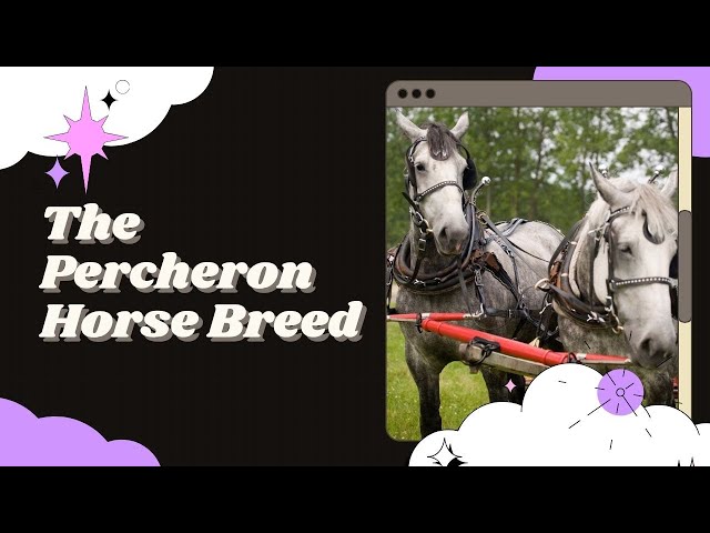Exploring the Percheron Horse Breed.