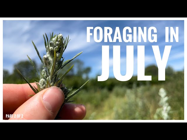 Foraging in July - UK Wildcrafts Foraging Calendar (Part 2 of 2)
