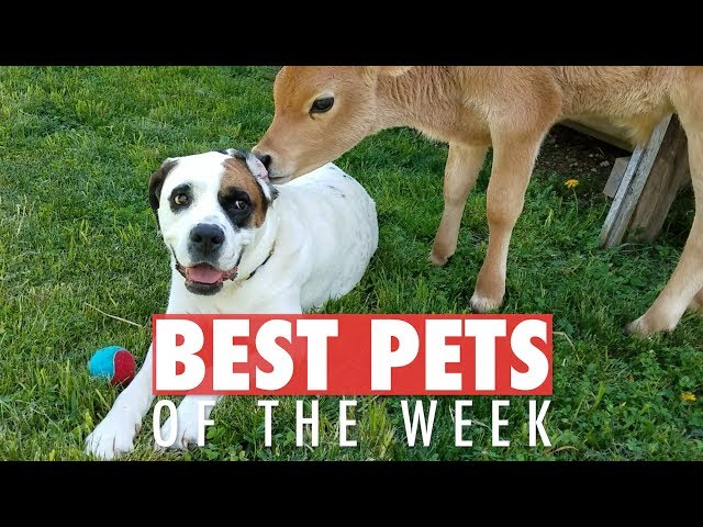 Dog and Cow Are BFFs | Best Pets of the Week