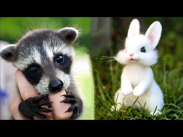 Cutest baby animals Videos Compilation Cute moment of the Animals