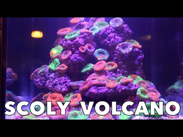 Scoly Coral Volcano! Mind Blowing! HD