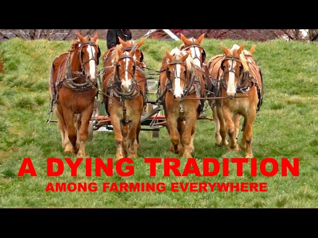 A VANISHING TRADITION...Plowing with Horse Power in Amish Land Lancaster County, Pennsylvania