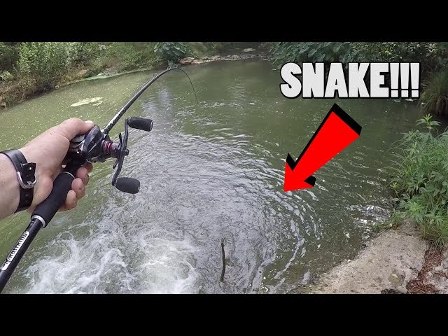 I Thought I had a Catfish and it was a Big Snake! Roadside San Antonio Creek!