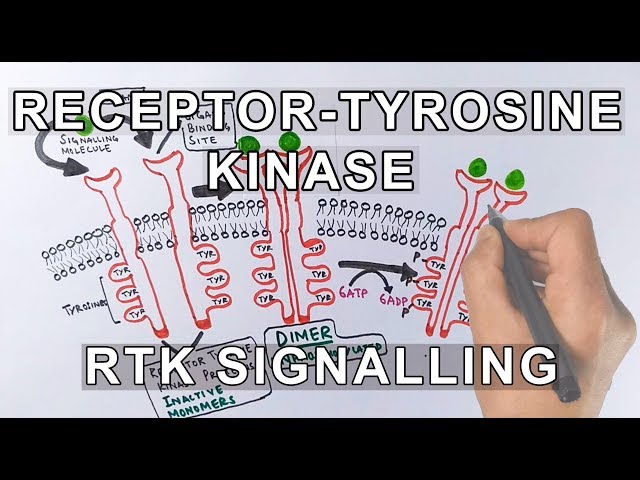 Receptor Tyrosine Kinase | RTK Signalling