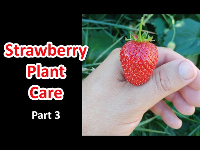 Strawberry Plant Care Part 3 of 3