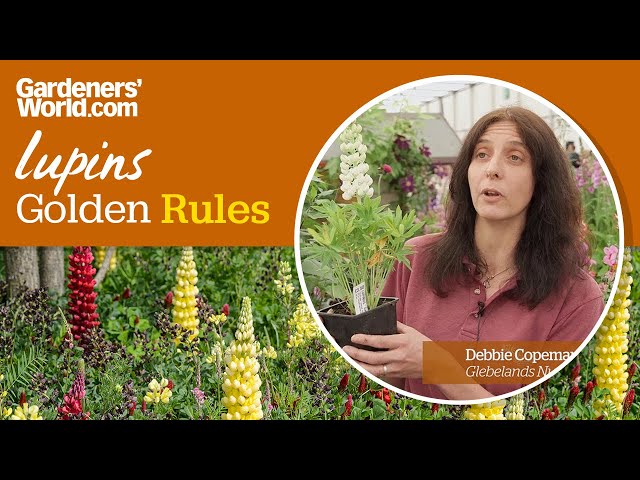 Caring for lupins - Golden Rules