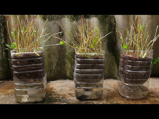 Growing Vegetables with Self Watering Planter -  Cuttings