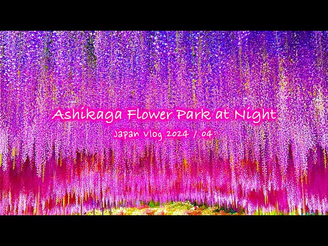 Ashikaga Flower Park at Night | Wisteria, Illuminations, Tochigi | Japan Vlog