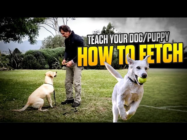 Teach Your Dog to FETCH - The RETRIEVE COMMAND - phase 1 - Dog Training Video
