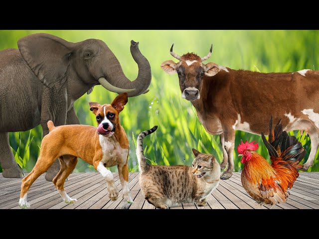 Funny Animal Moments - Dog, Cow, Chicken, Cat, Sheep - Animal Sounds