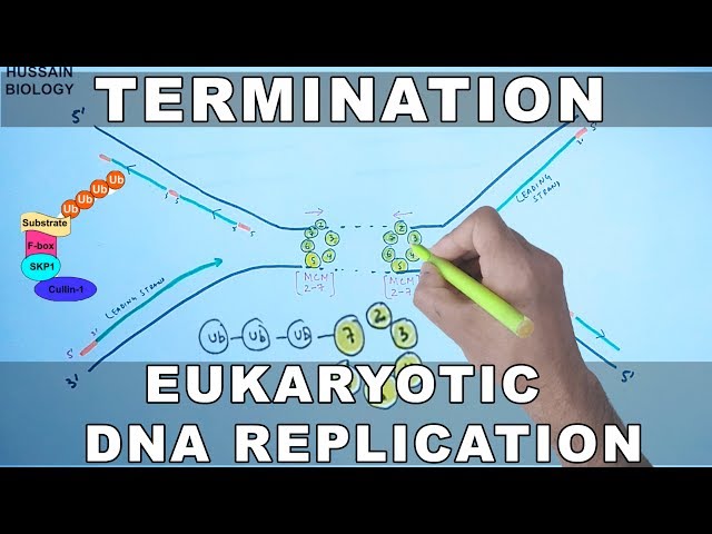 DNA Replication in Eukaryotes | Termination