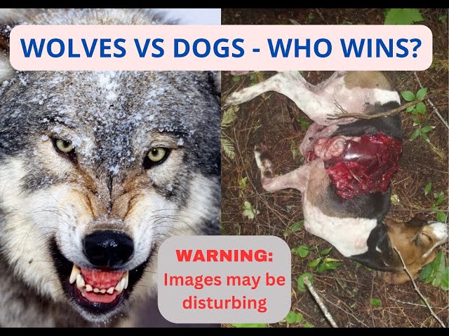 DOGS - VS - WOLVES | Who wins?