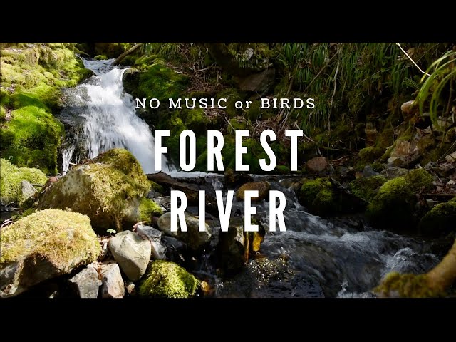 Relaxing River Sounds・No birds・No Music・1 hour of pure nature