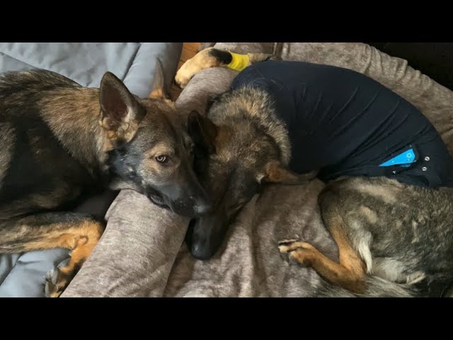 German Shepherd Comforts Sibling After Surgery