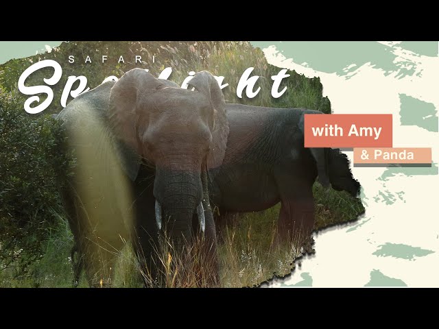 Trunk Tales: Elephant playtime extravaganza! - Safari Spotlight #12
