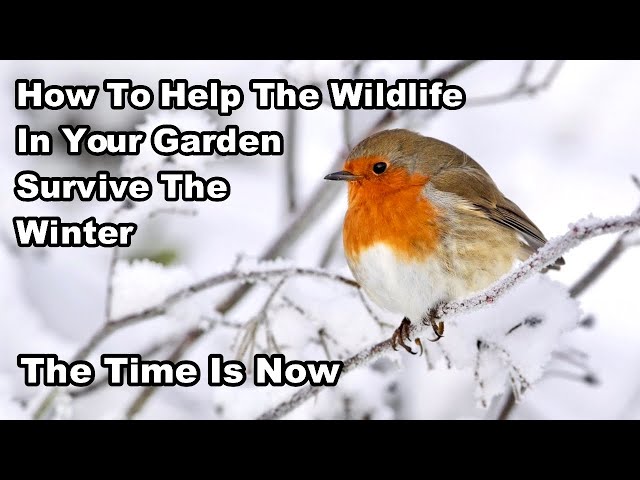 HOW I'LL BE HELPING WILDLIFE This Autumn/Winter