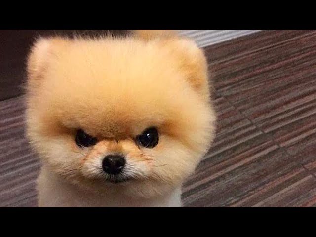 Angry Dogs Compilation