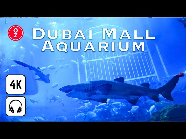 DUBAI MALL Aquarium & Underwater Zoo COMPLETE WALKING TOUR Tunnel & More 🇦🇪