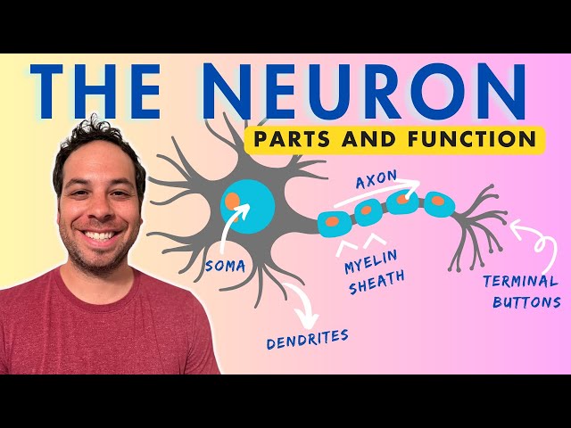 What is a Neuron? Parts and Function