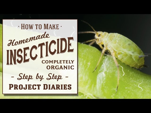★ How to: Make Homemade Insecticide (Complete Step by Step Guide to Killing Garden Pests & Insects)
