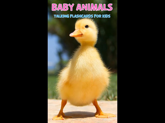 Baby Animals | Talking Flashcards For Kids