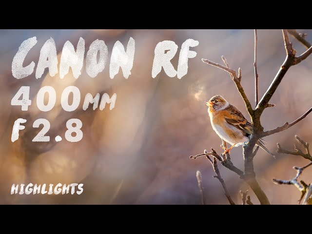 Canon RF 400mm f/2.8 | Highlights with both Photo and Video samples