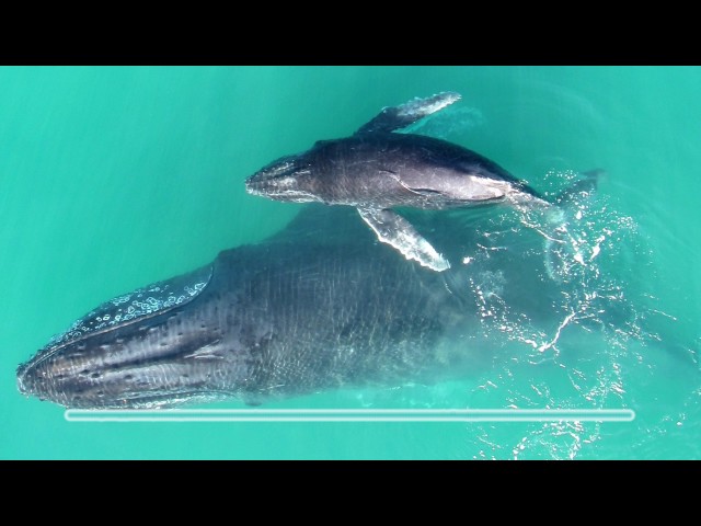 Baby whale whispers