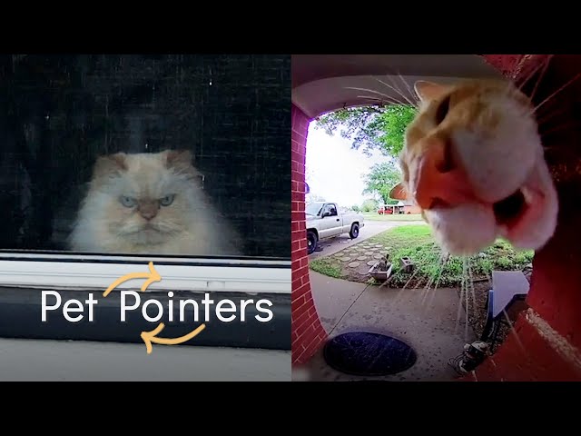 Indoor vs Outdoor Cats | Pet Pointers