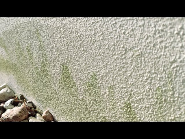 Grünbelag von Hauswand selbst entfernen (ohne Hochdruckreiniger)