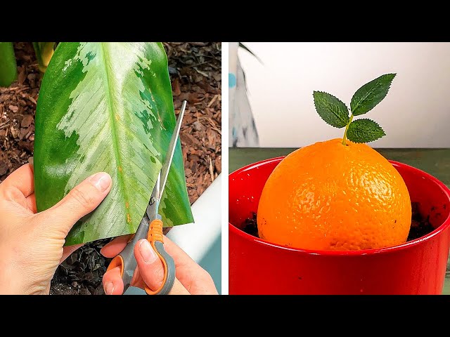 Genialne sztuczki i triki dotyczące uprawy roślin