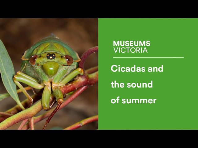 Cicadas and the sound of summer