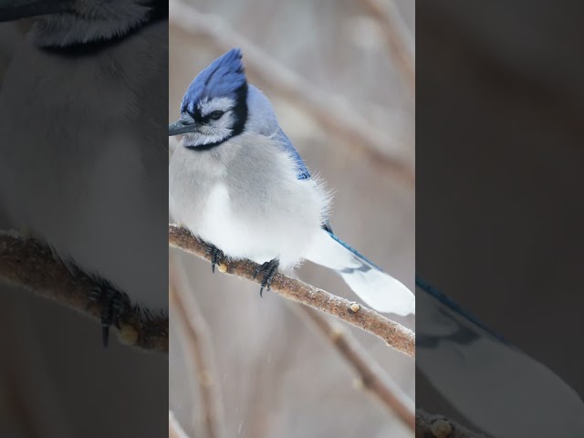 Blue jays are the bird feeder bullies. #backyardbirds #bluejays #wildlifephotography #birdslover