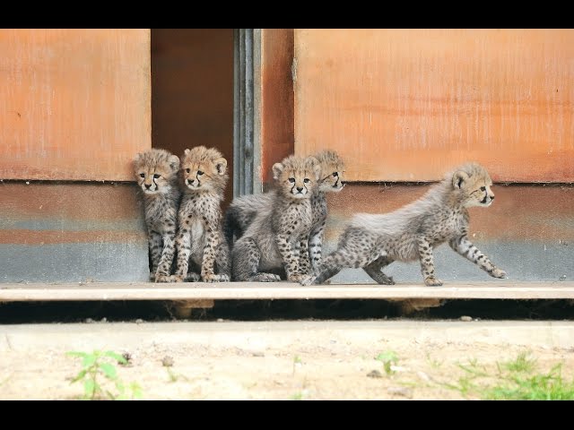 Neues vom Geparden-Nachwuchs im Zoo Rostock - update vom 25.6. 2015