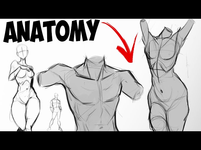 How I Draw Basic Anatomy