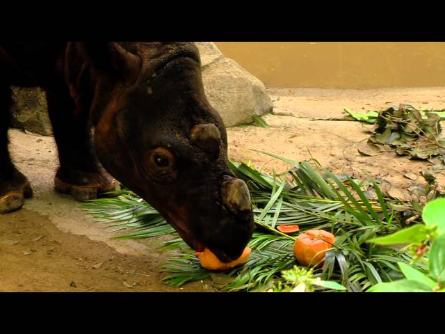 Sumatran Rhino Harapan Gets a Birthday Song - Cincinnati Zoo