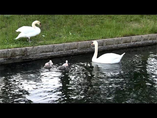 🇩🇪 Düsseldorf 💫 Reality film 🦢💦 Hofgarten 💫 Swan family 11 💫 10th day of life 💫 13.05.2024