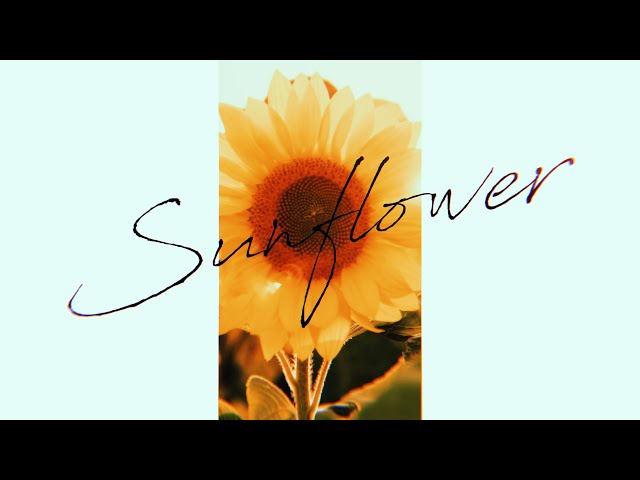 Sunflower (Lyric Video)